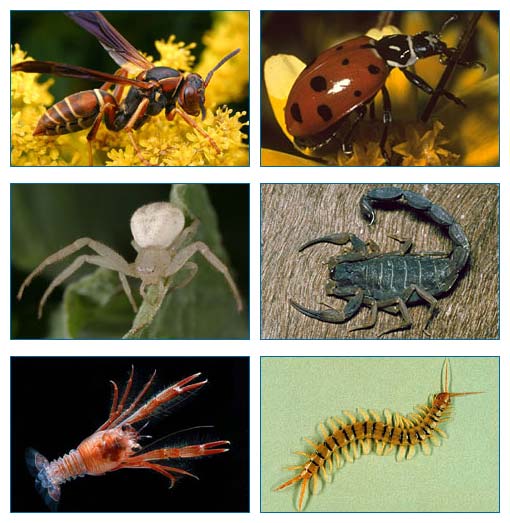 Introducing the arthropods Understanding Evolution