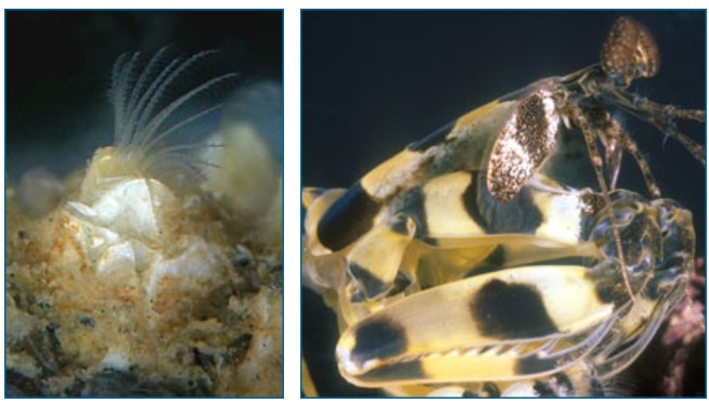 Left, barnacle; right, mantis shrimp