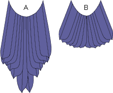 The tails of birds of paradise living in the mountains of western New Guinea (left) are longer than those of birds living in the more central mountains (right).