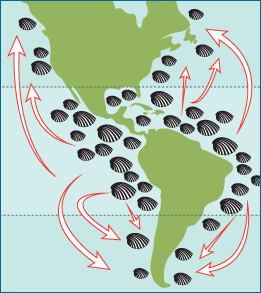 For bivalves, the tropics are an important engine for biodiversity elsewhere on Earth