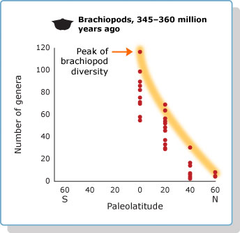 brachiopod diversity