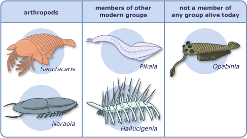 Classifying Cambrian critters - Understanding Evolution