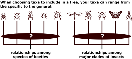 When choosing taxa to include in a tree, your taxa can range from the specific to the general.