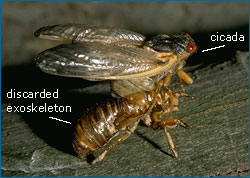 Cicada emerging from the dried exoskeleton.