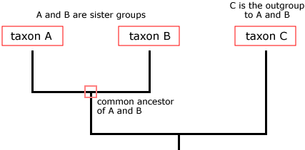 an example phylogeny