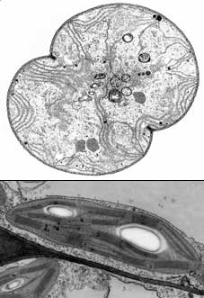 Margulis and others hypothesized that chloroplasts (bottom) evolved from cyanobacteria (top).