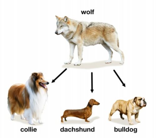 Wolf & dog phylogeny