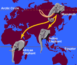Map of elephant migrations. 