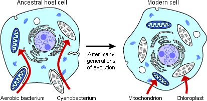 Hypothesized origin of mitochondria and chloroplasts.