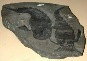 Two fossils of Eurypterus, from the Silurian Period of New York are embedded within a rock formation.
