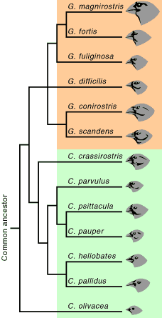 natural selection diagram