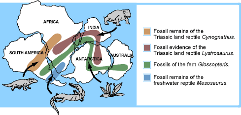 continental drift theory fossil evidence