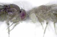 Left, red-eyed fruit flie; right, white-eyed fruit fly.