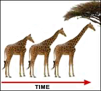 Illustration showing three giraffes with progressively taller necks as time increases.