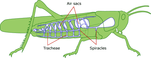 The network of tracheae in a grasshopper