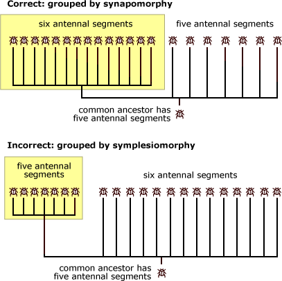Group taxa by synapomorphy, not symplesiomorphy.