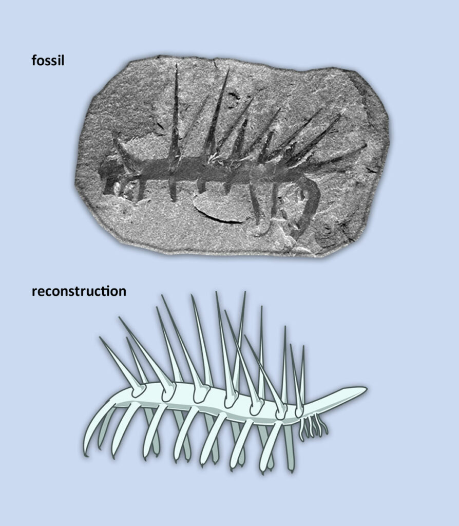  The image shows from top to bottom a comparison of a worm-like fossil with spikes called opabinia, on the top, and a reconstructed illustration of opabinia on the bottom.
