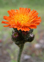 Hawkweed