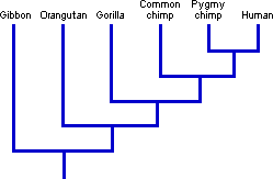 dna similarities