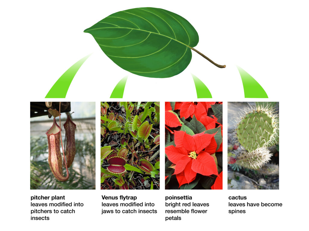 homologous leaves