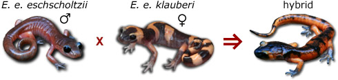 Sometimes eschscholtzii and klauberi interbreed, producing a hybrid