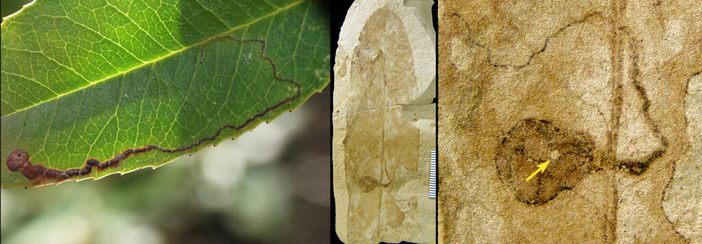 Damage to a modern leaf caused by Stigmella heteromelis; fossil and close-up of the same fossil showing a similar pattern of leaf damage.