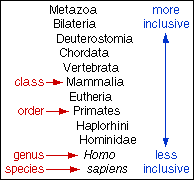 Humans in the Linnaean system.