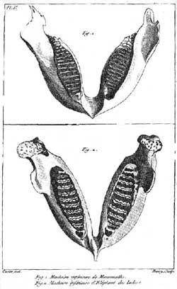 A 1798 paper by Cuvier contained this drawing showing the differences between the lower jaws of a mammoth (top) and an Indian elephant.