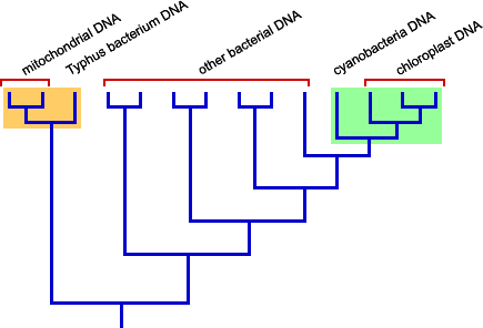 Cladogram showing relationships between typhus/mitochondria and cyanobacteria/chloroplasts.