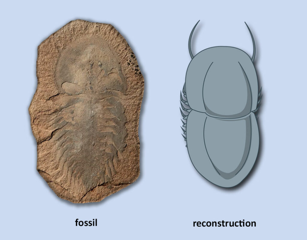 The image shows a side by side comparison of a crab-like fossil called naraoia, on the left, and a reconstructed illustration of naraoia on the right
