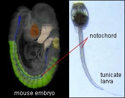 Mouse embryo and tunicate notochords.