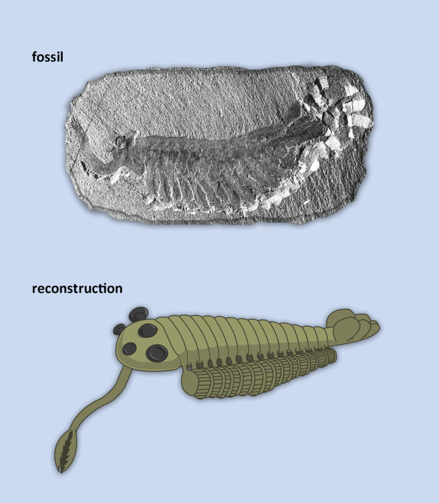  The image shows a top to bottom comparison of a shrimp-like fossil called opabinia, on the top, and a reconstructed illustration of opabinia on the bottom.