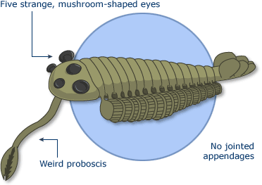 An illustration of Opabinia, a long worm-like creature with 5 mushroom-shaped eyes, and a long tube proboscis 