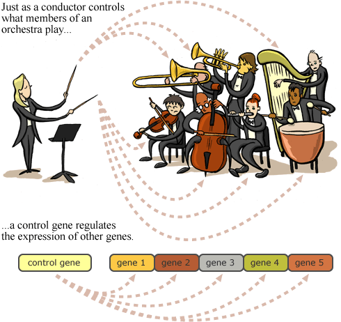 The illustration shows a conductor conducting members of an orchestra. 