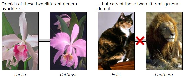 Orchids hybridize but cats do not.