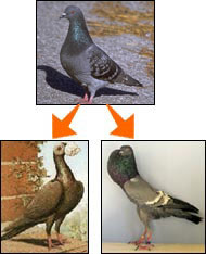 carrier pigeon (bottom left) and the Brunner pouter (bottom right) were derived from the wild rock pigeon (top).