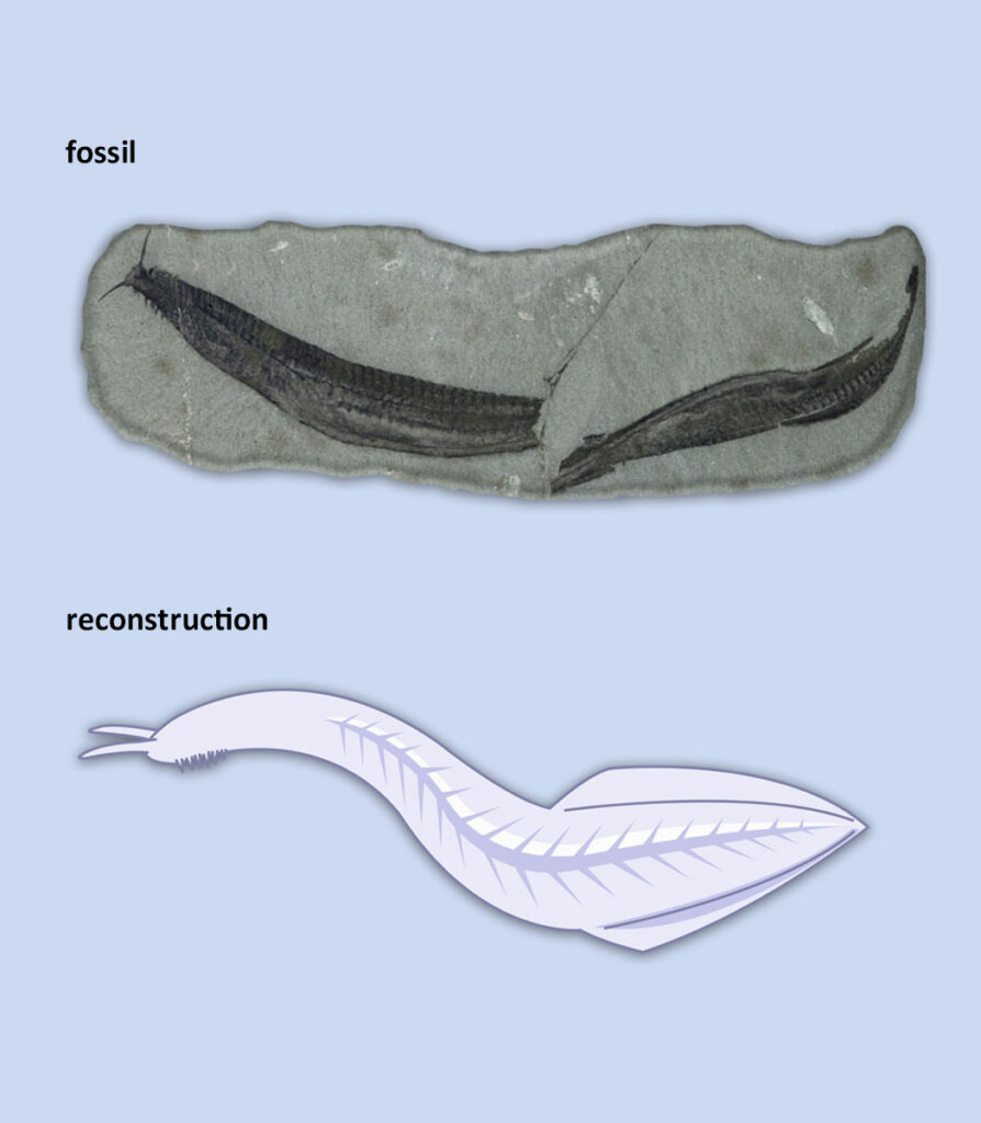 The image shows a top to bottom comparison of a shrimp-like fossil called opabinia, on the top, and a reconstructed illustration of opabinia on the bottom.