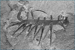 Fossil from the cambrian