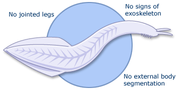 An illustration of Pikaia a worm-like Cambrian chordate 