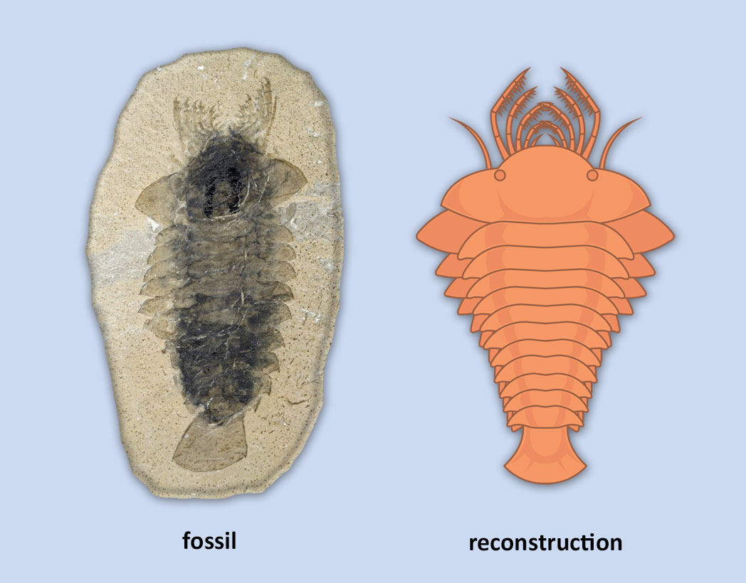  The image shows a side by side comparison of a shrimp-like fossil called sanctacaris, on the left, and a reconstructed illustration of sanctacaris on the right.