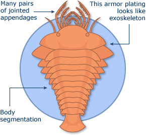 An illustration of sanctacaris, a shrimp-like athropod
