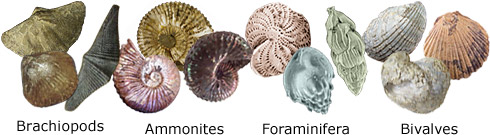 Brachiopods, ammonites, foraminiferans, and bivalves