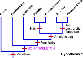Hypothesis requiring six evolutionary changes
