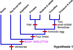 simple phylogeny