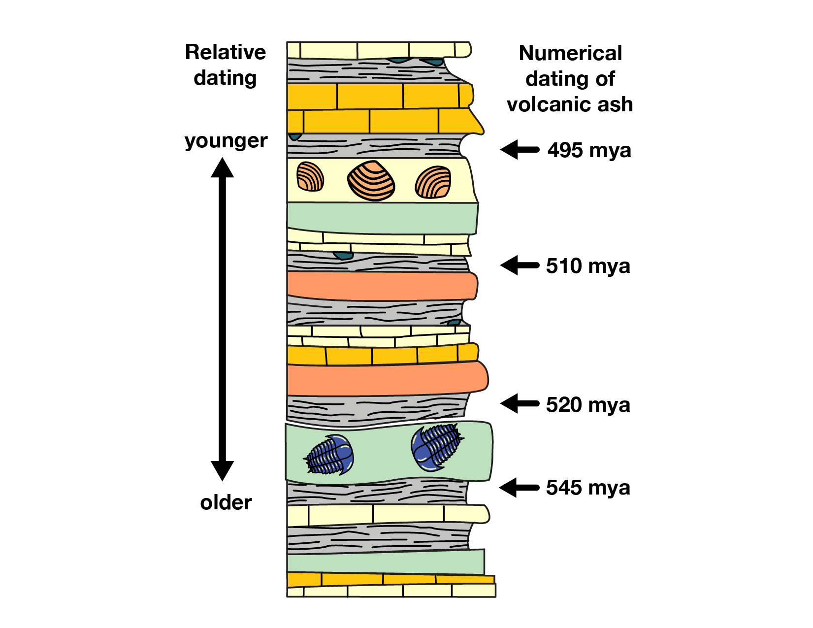 Morphometric affinities and direct radiocarbon dating of the Toca