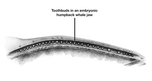 Illustration of fetal baleen whale with teeth visible. 