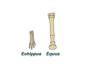 Left, eohippus forefoot bones. Right, Equus forefoot bones.