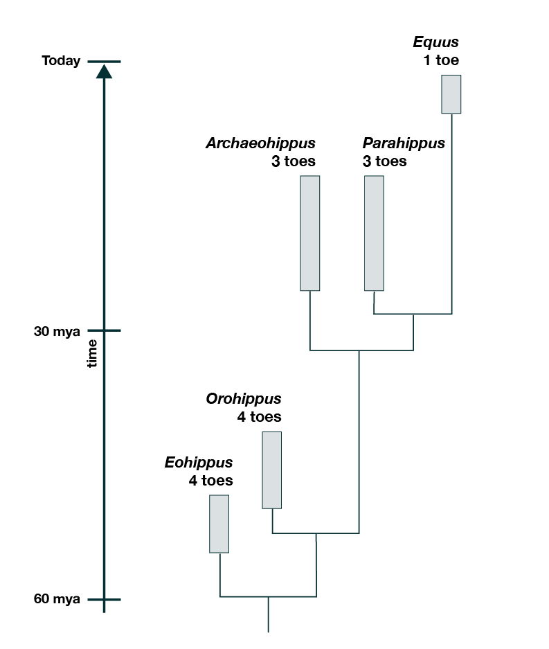 transitional-features-understanding-evolution