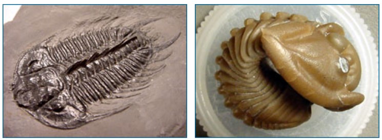 Left, trilobite fossil; right, curled trilobite. 