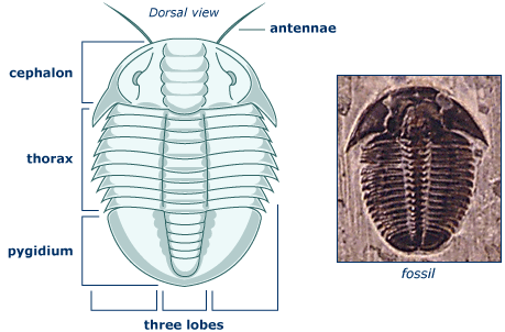 Left, diagram of trilobite; right, fossil of trilobite.